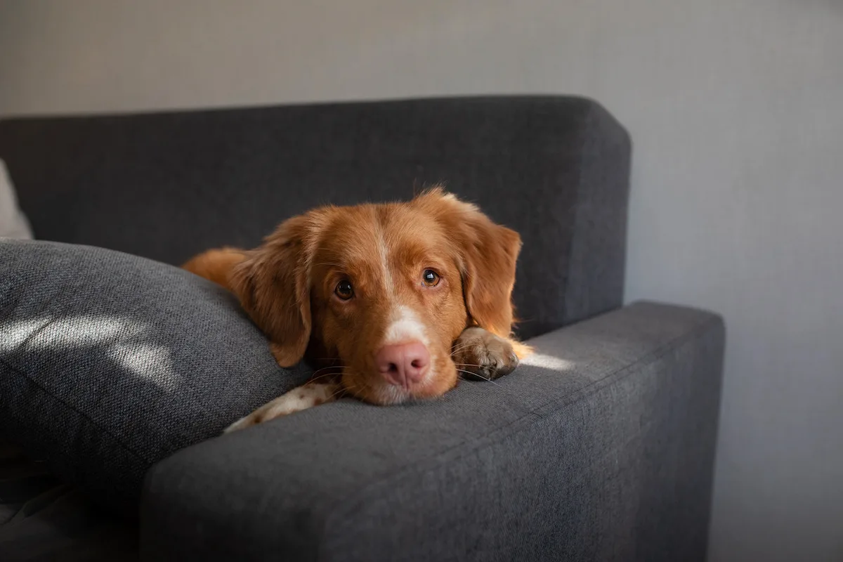 Si può lasciare un cane a casa da solo? Ecco quando è reato