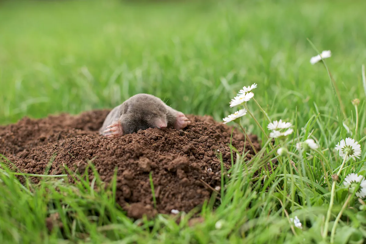 Talpe in giardino o nell’orto, come allontanarle con rimedi naturali