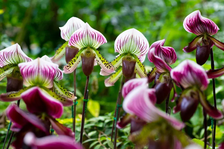 Come coltivare l’orchidea Scarpetta (o Pantofola) di Venere