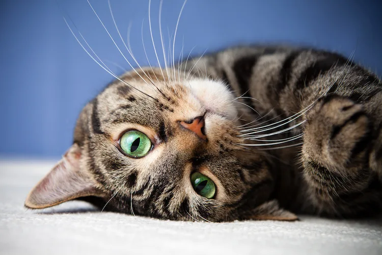 Come pulire la lettiera del gatto e mantenerla profumata e igienizzata