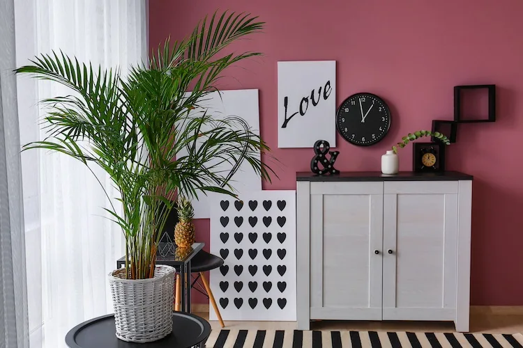 Dove posizionare la pianta Areca e come prendersene cura?