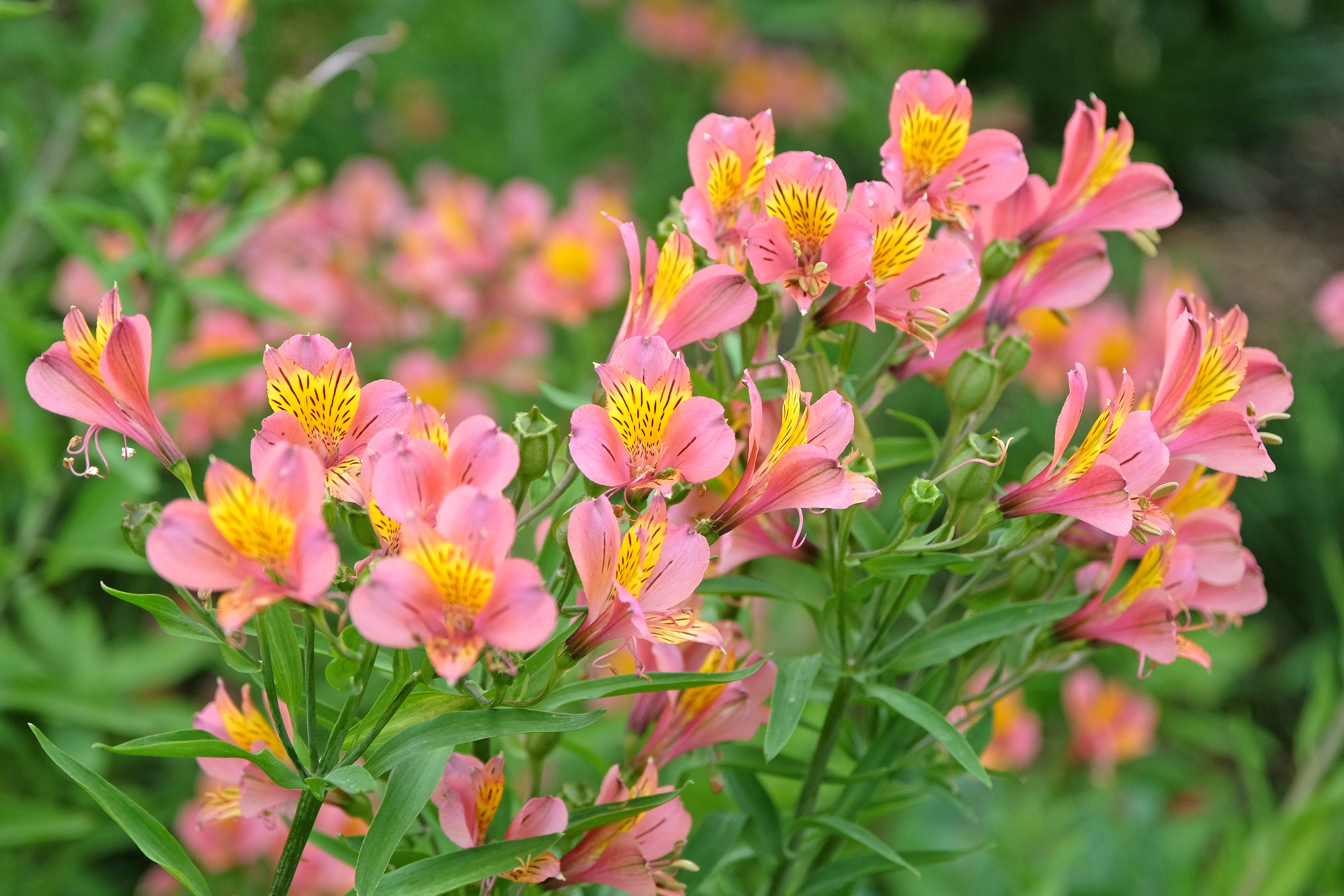 Alstroemeria