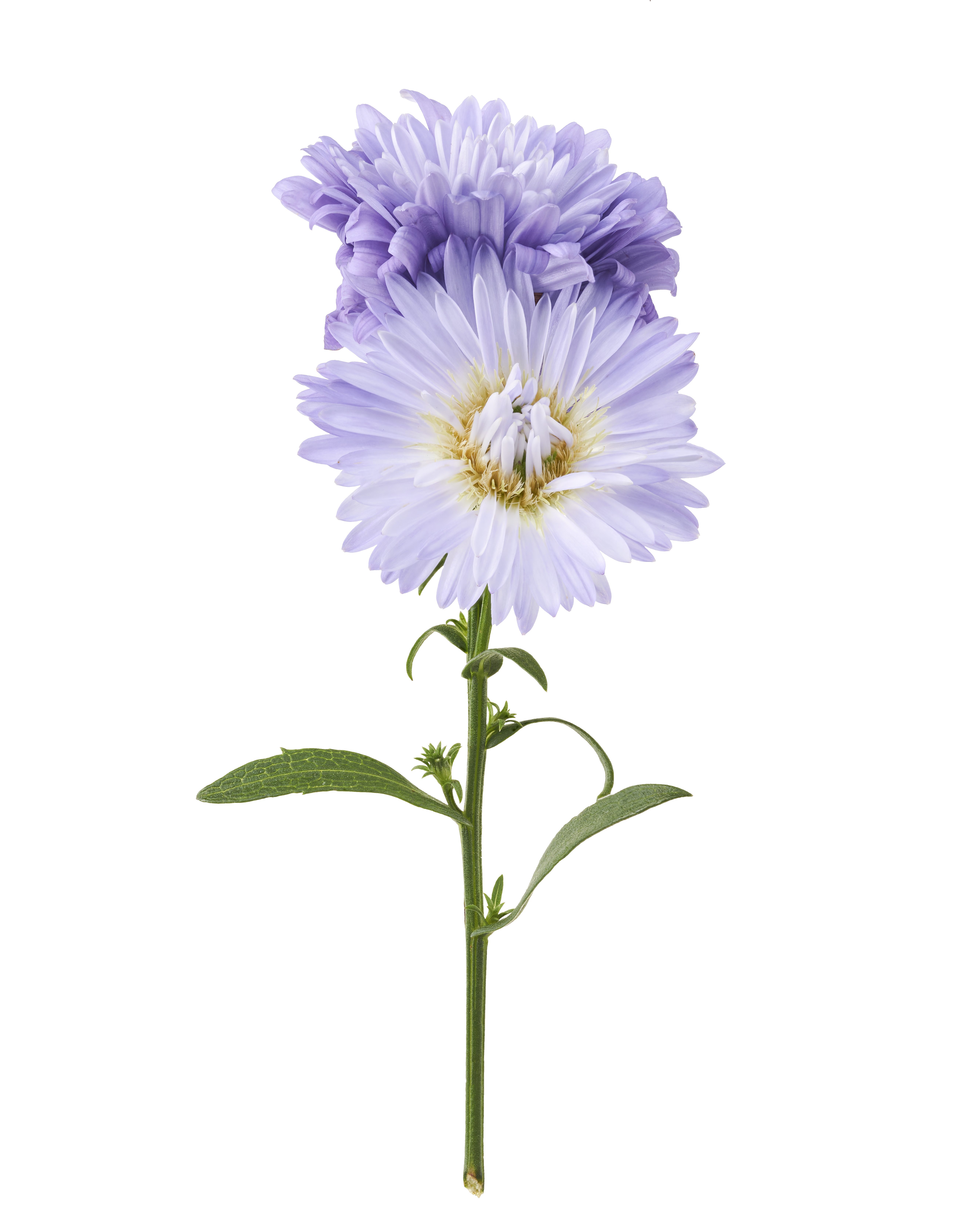 Aster