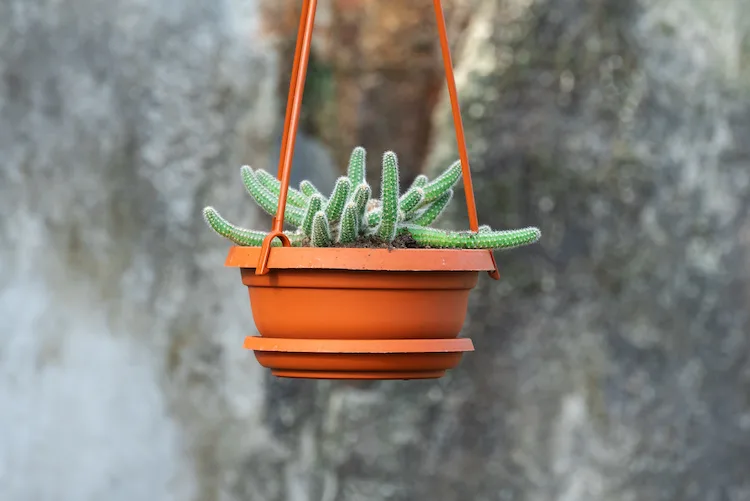 Come coltivare la pianta Coda di Topo in vaso o in giardino