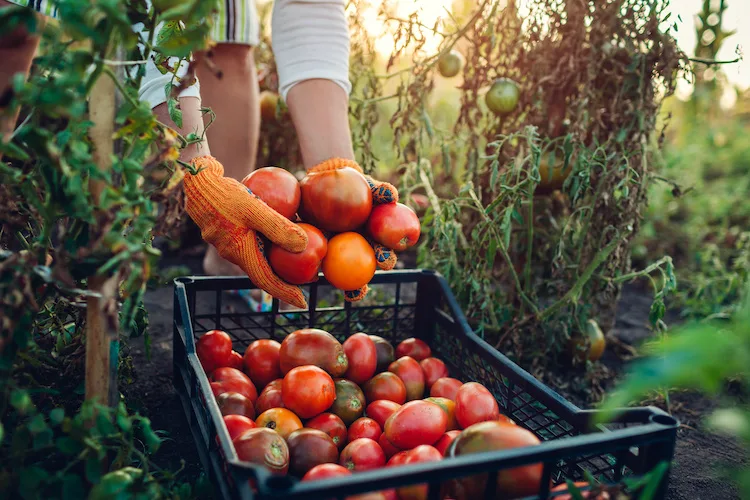 Cosa piantare vicino ai pomodori: le consociazioni nell’orto di casa