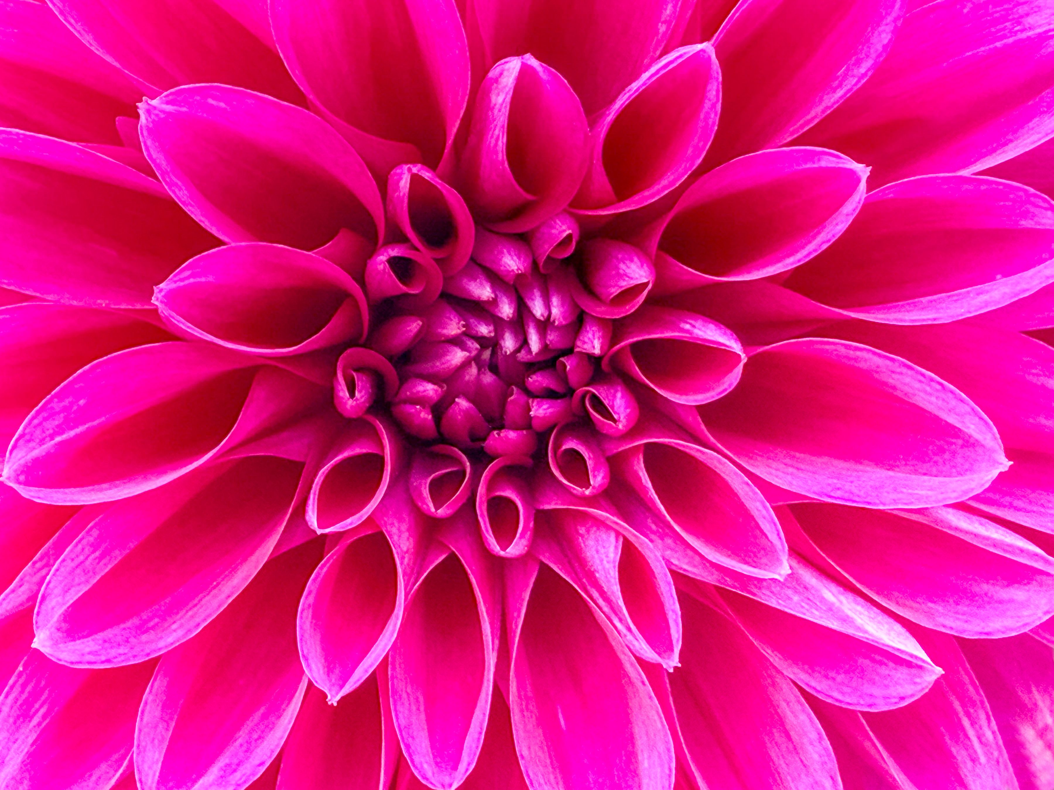 Dalia