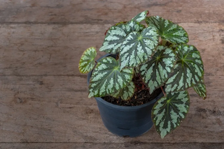 Dove mettere la begonia in casa? 