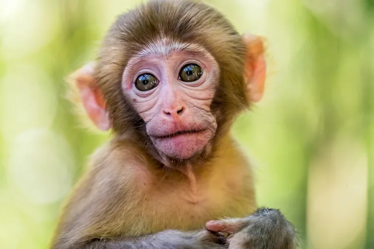 È legale avere una scimmia come animale domestico?