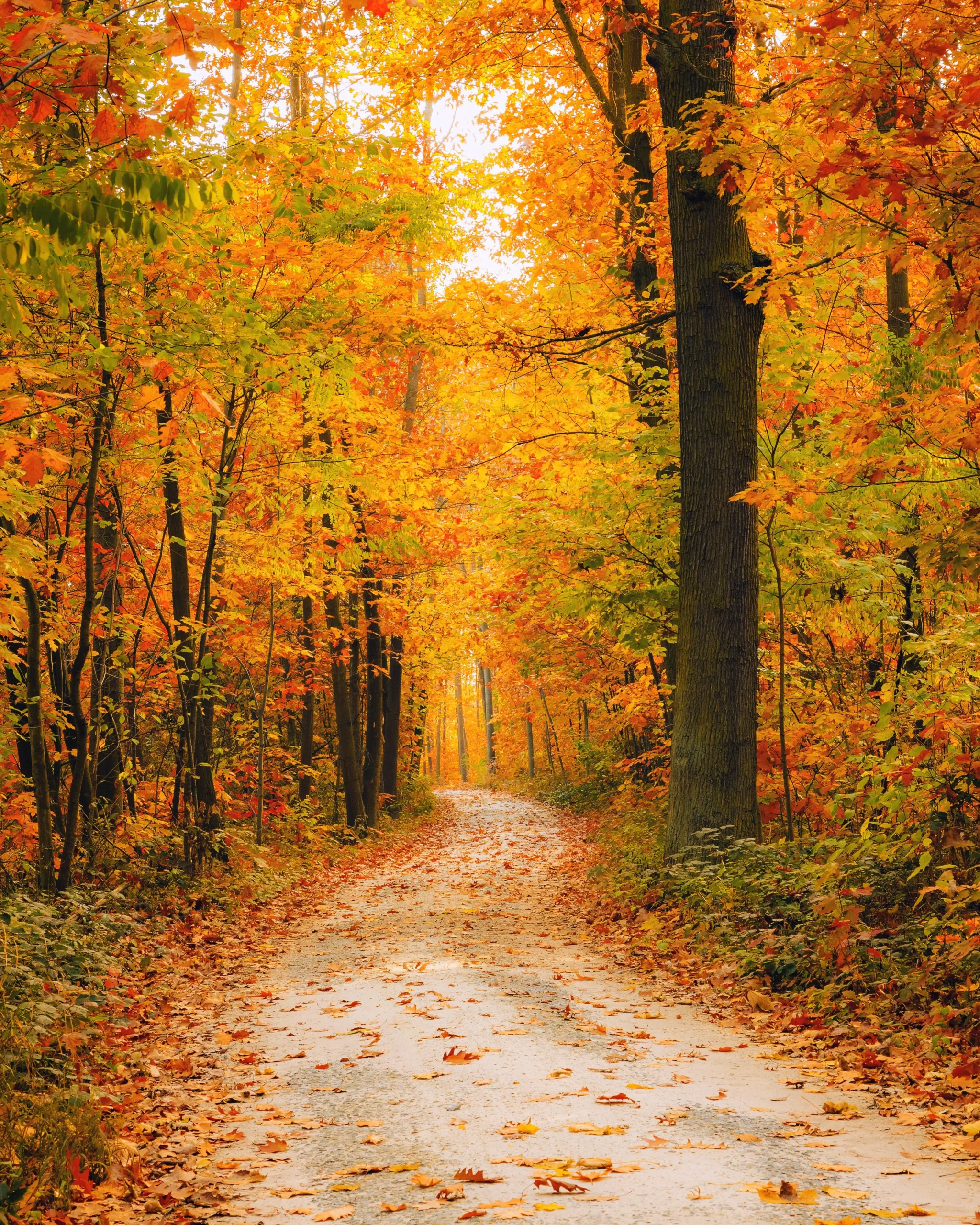 Ecco dove e quando ammirare il foliage in Italia