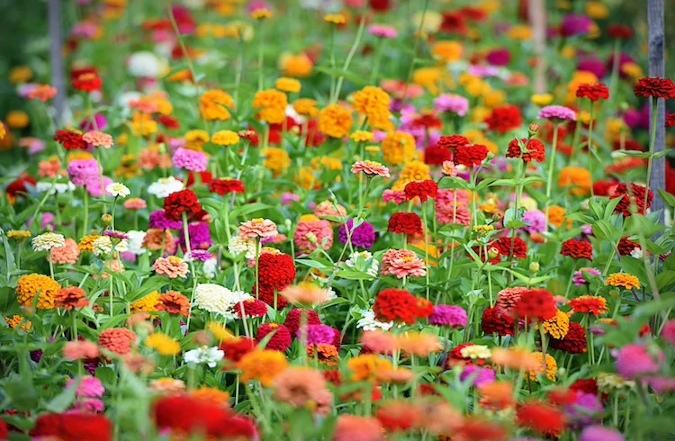 Fiori autunnali, quali piantare in giardino? Alcuni consigli