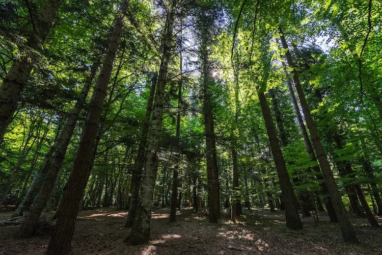 La Foresta Umbra non è in Umbria: ecco dove si trova e perché si chiama così