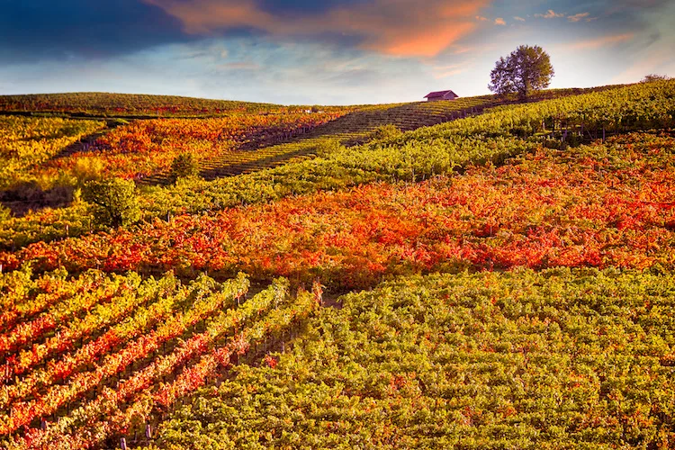 Monferrato in autunno, cosa fare tra cantine, castelli, sagre e foliage