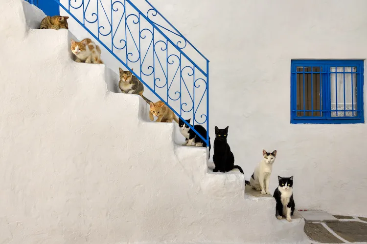 Quanti gatti posso tenere in casa per legge?