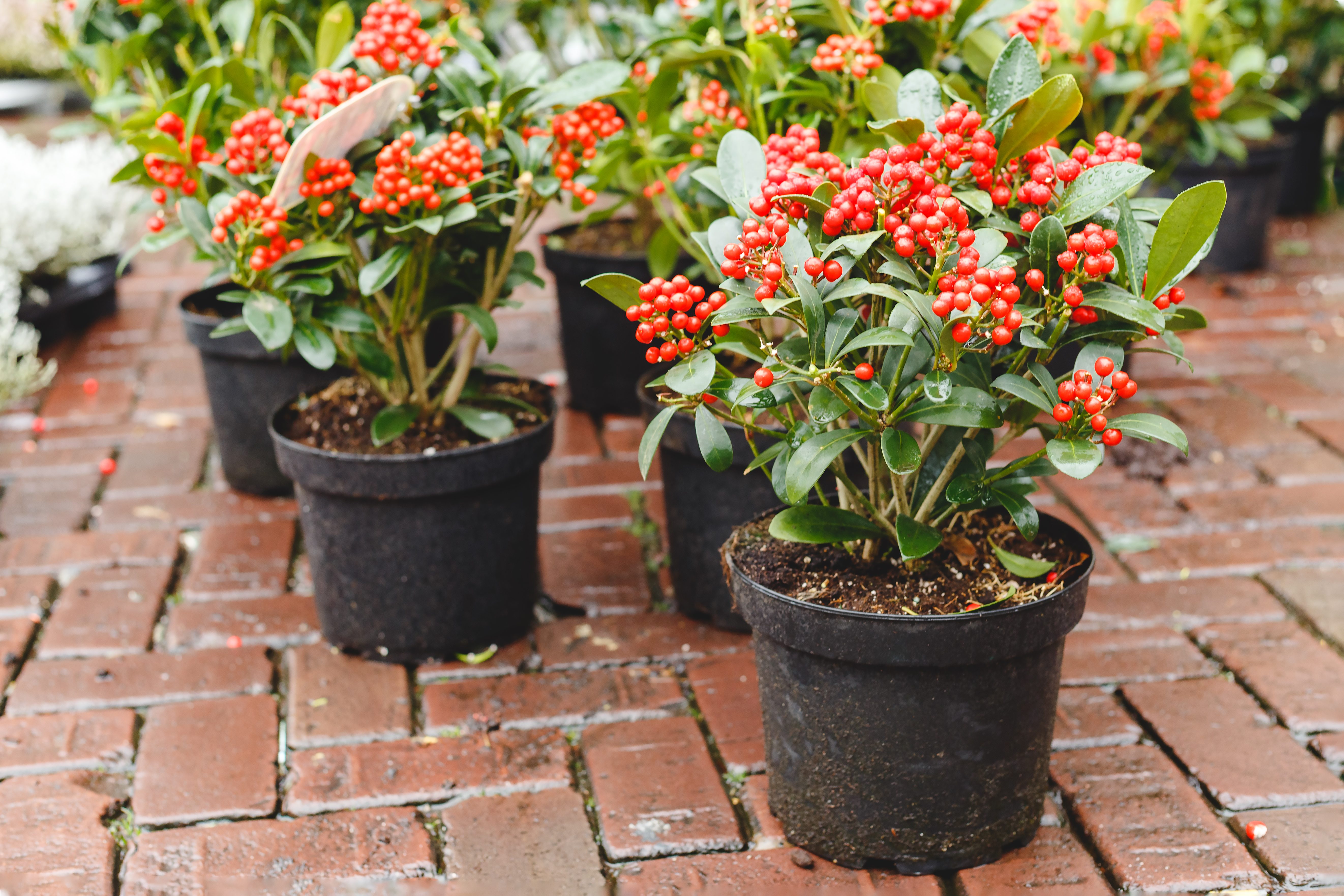Skimmia