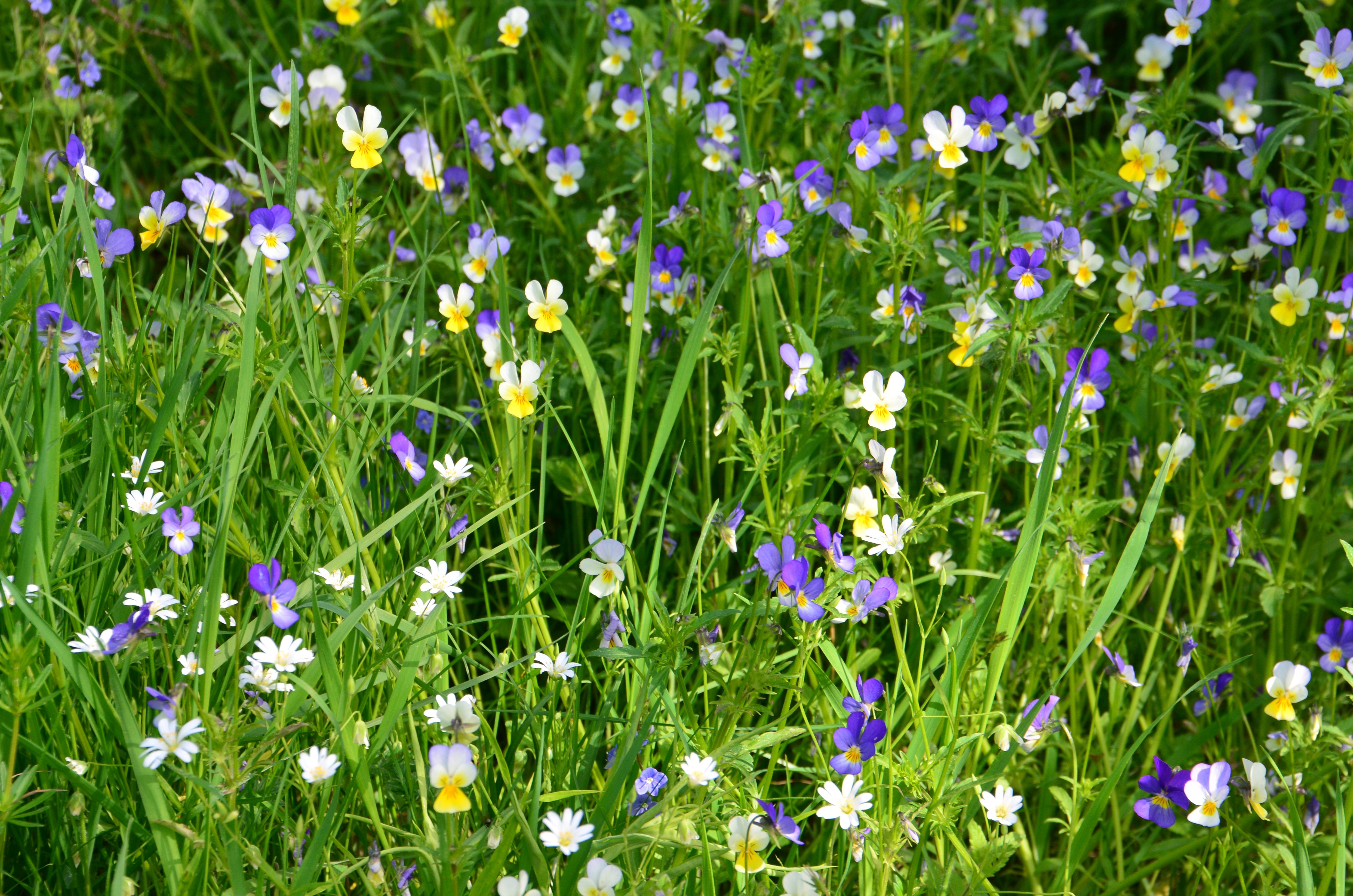 Viole del pensiero