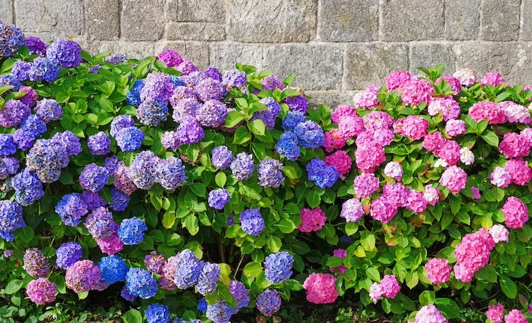 Come far cambiare il colore allortensia e farla diventare blu