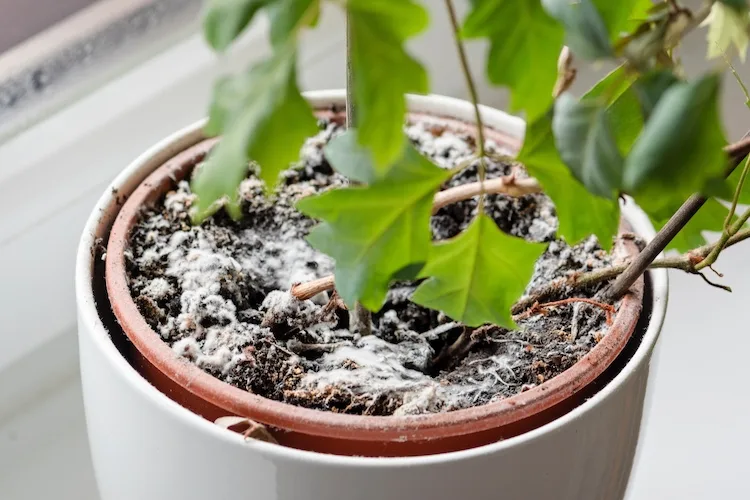Come togliere la muffa dalla terra delle piante