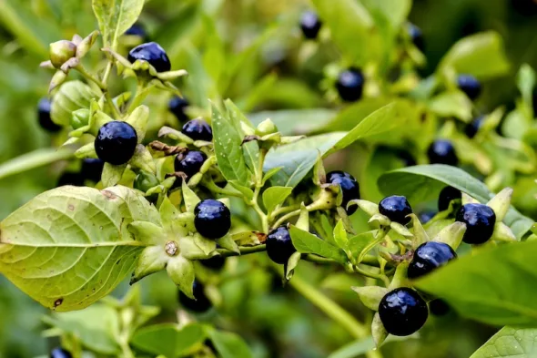 Belladonna