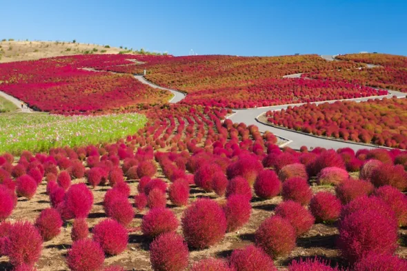 Ecco dove ammirare la fioritura di kochia in Giappone