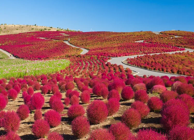 Non solo ciliegi: il Giappone si tinge di rosa anche in autunno all’Hitachi Seaside Park