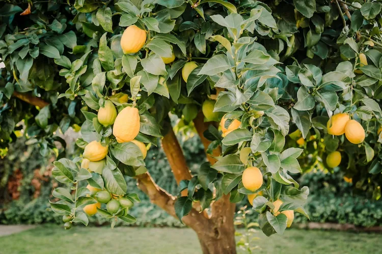 Quando trapiantare il limone nel terreno