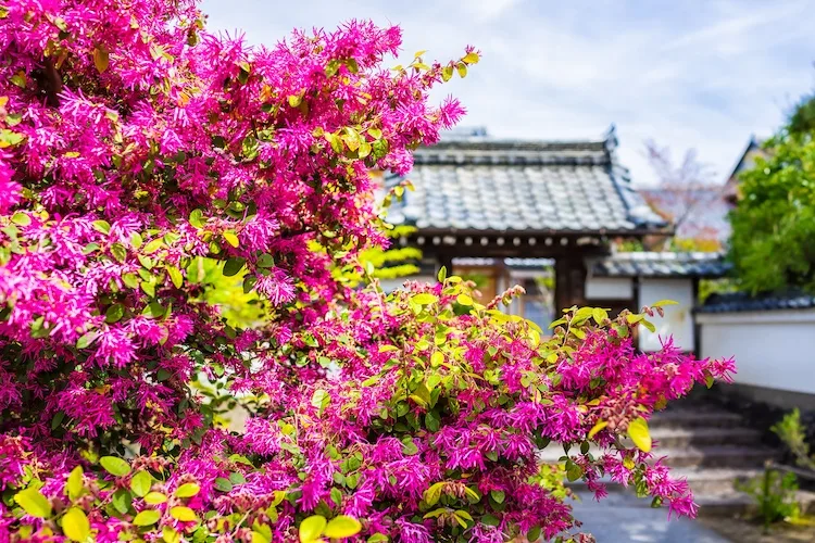 Come coltivare il Loropetalum in vaso?