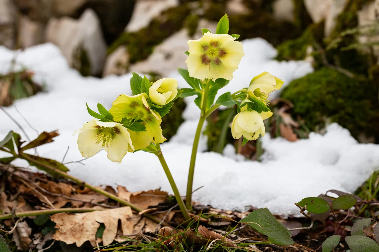 Cosa piantare a dicembre nell’orto, in vaso e in giardino