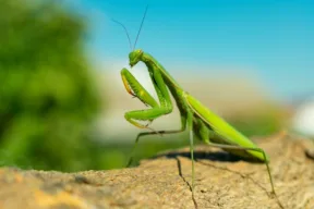 mantide religiosa