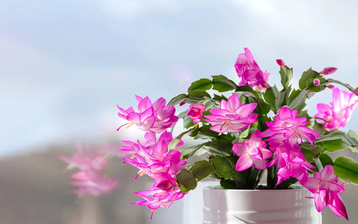 Schlumbergera o Cactus di Natale: come si cura in casa?