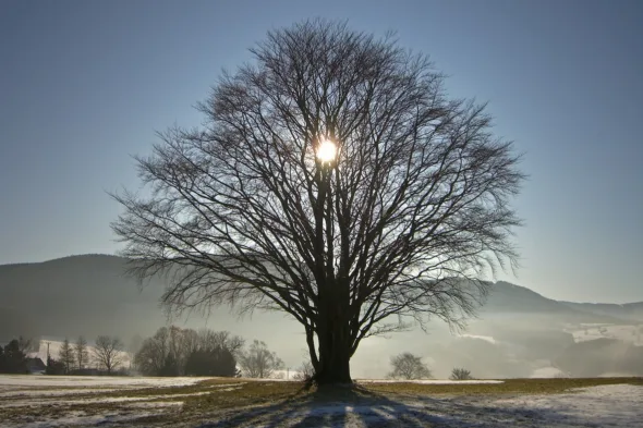 albero in inverno con dietro il sole