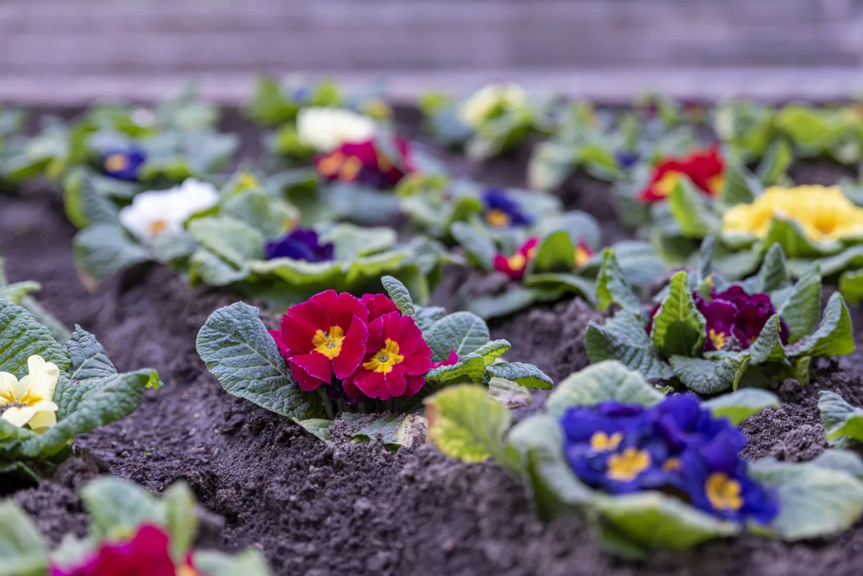 Ecco cosa piantare a febbraio in giardino e nell'orto