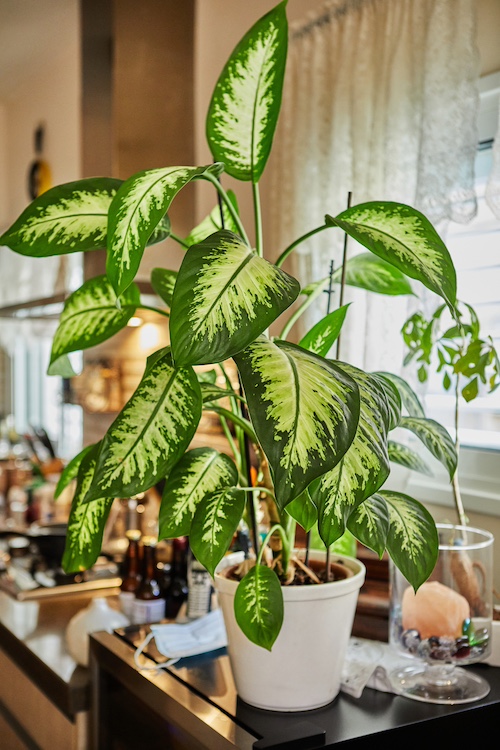 Dieffenbachia