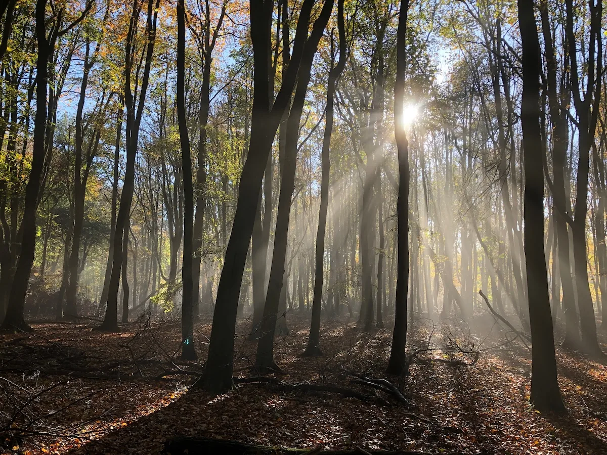 Foresta di Ashridge 