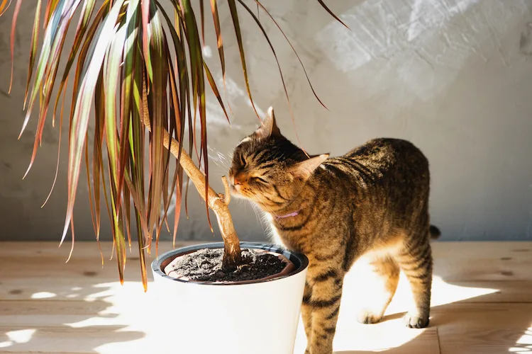 La Dracena marginata è tossica per i gatti?