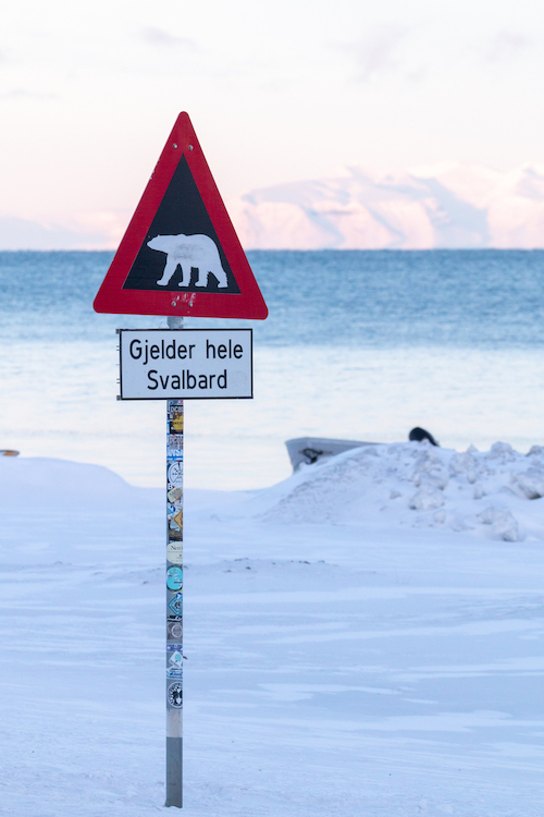 Orsi alle Svalbard
