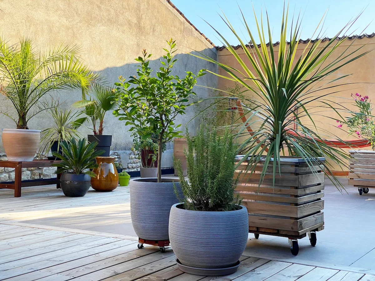 Terracotta o plastica: come scegliere il vaso giusto per la tua pianta