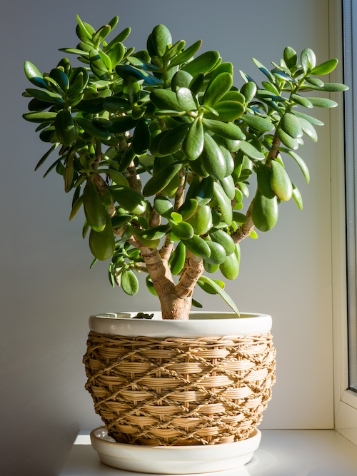 albero di giada
