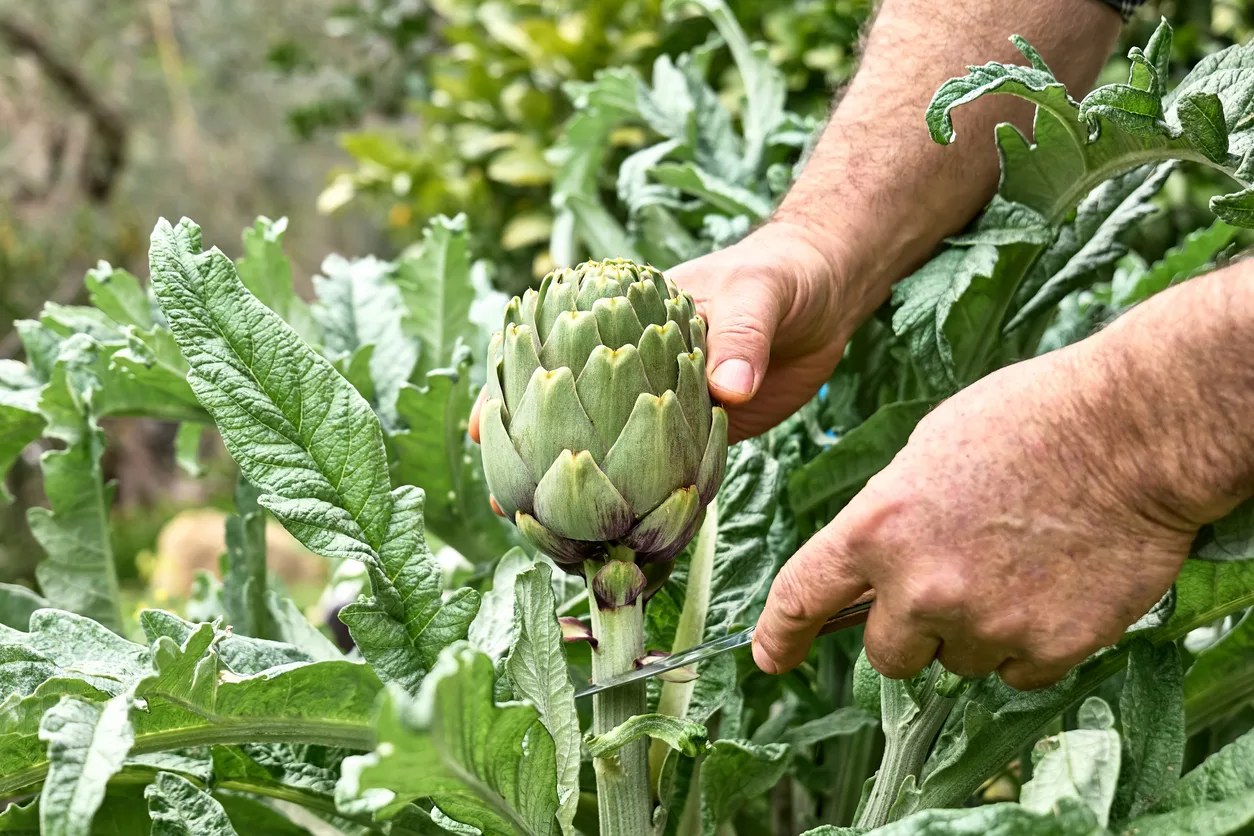 carciofi