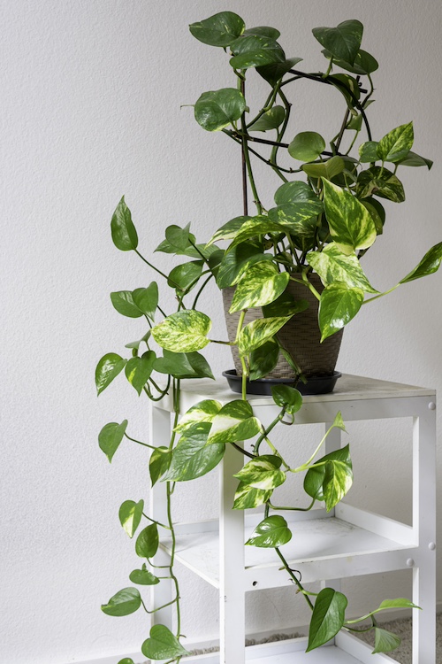 pothos