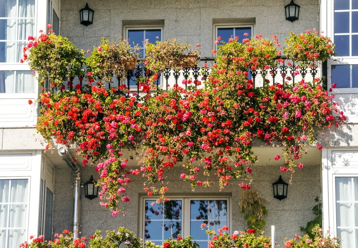 Come avere un balcone fiorito in primavera? Le piante ideali