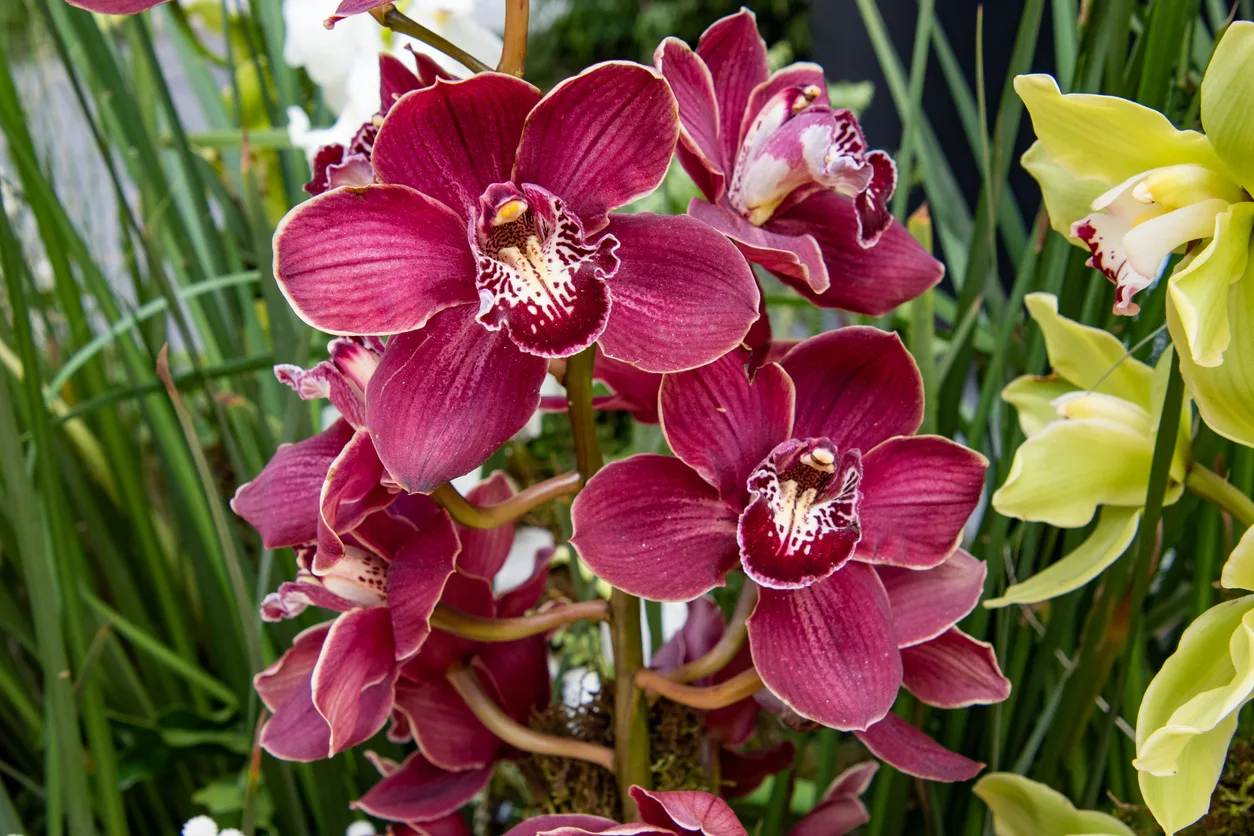 Come prendersi cura dell’orchidea con le foglie strette e lunghe