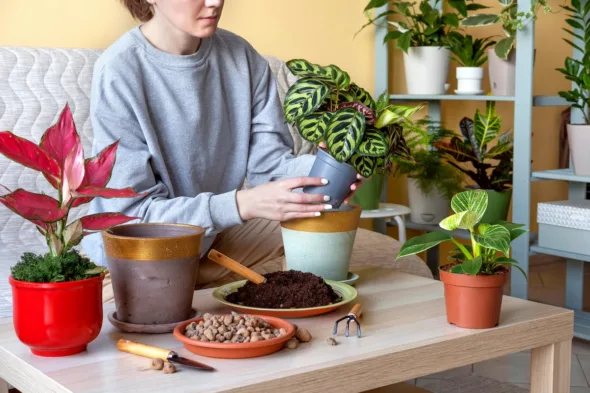 dracena pflanze Dracaena marginata – Luwasa shop
