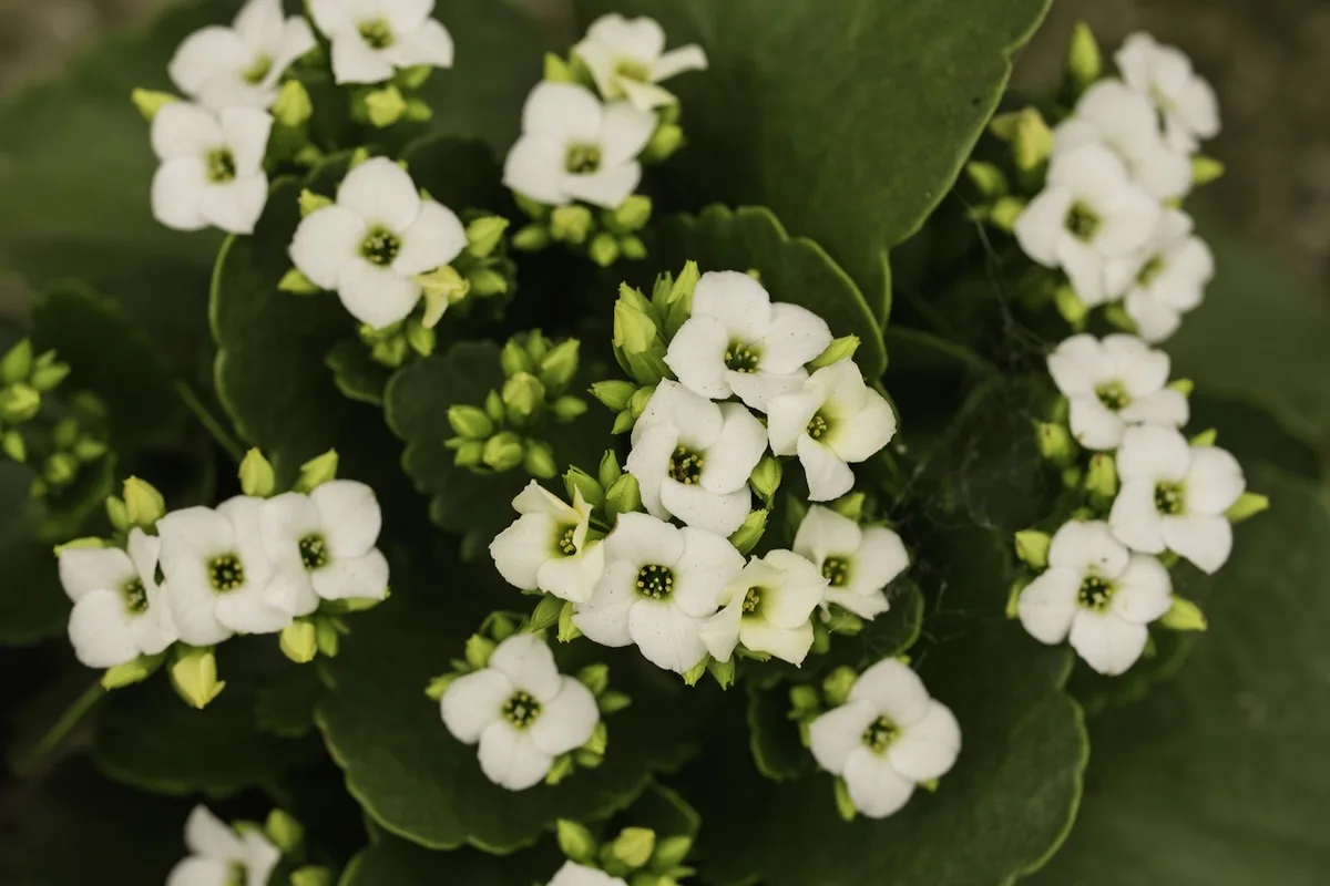 Kalanchoe
