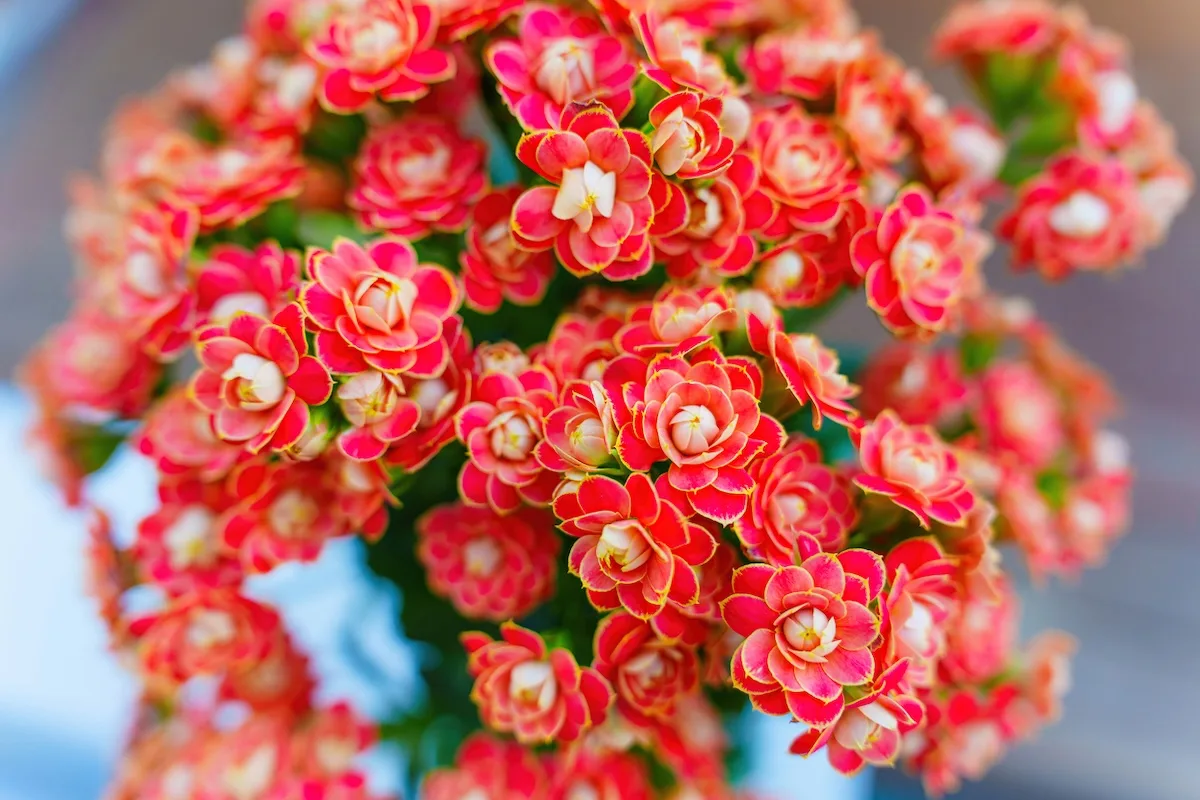 Kalanchoe