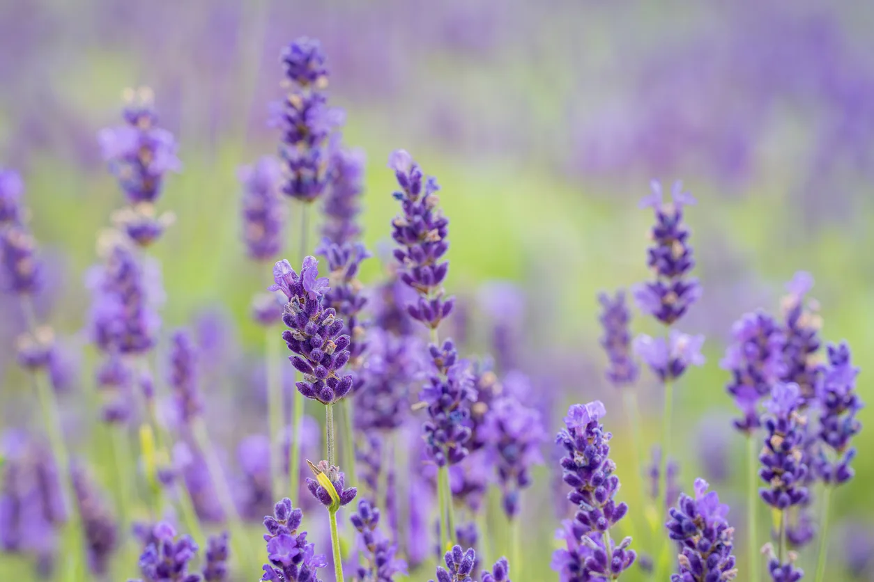 Lavanda
