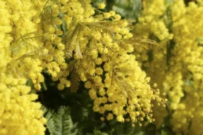 pianta di mimosa