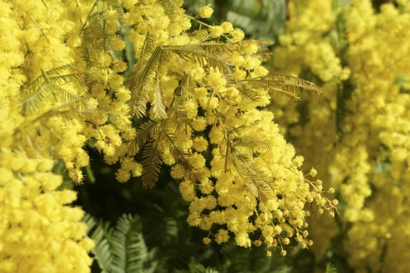 pianta di mimosa