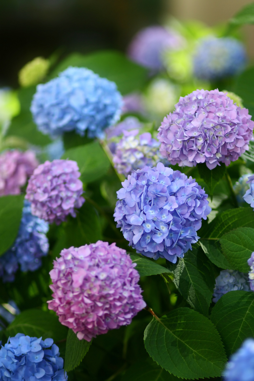 Ortensie blu e viola