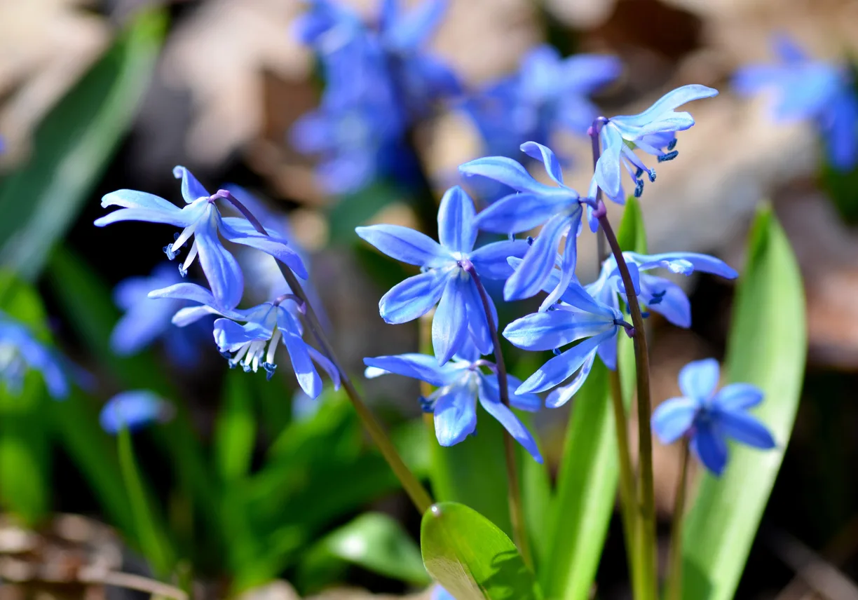 Scilla siberica