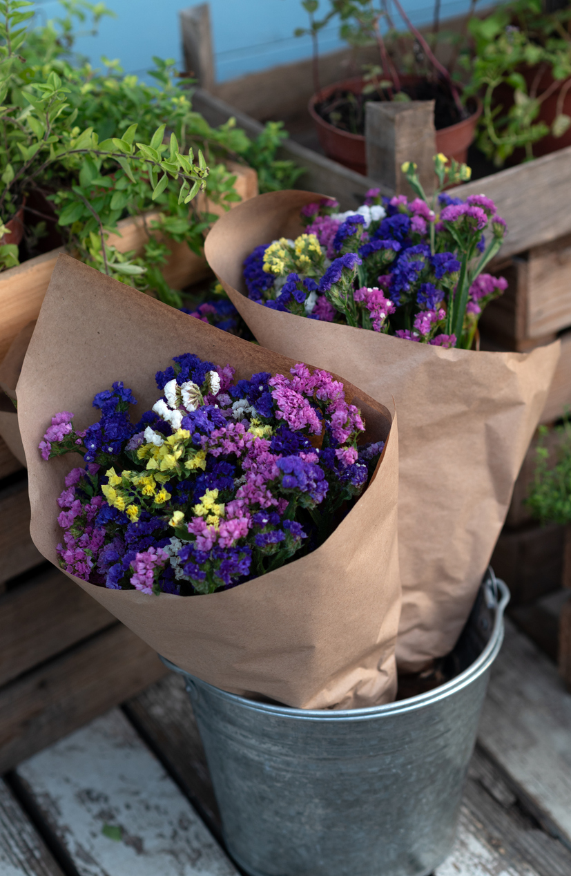 Statice o Limonium